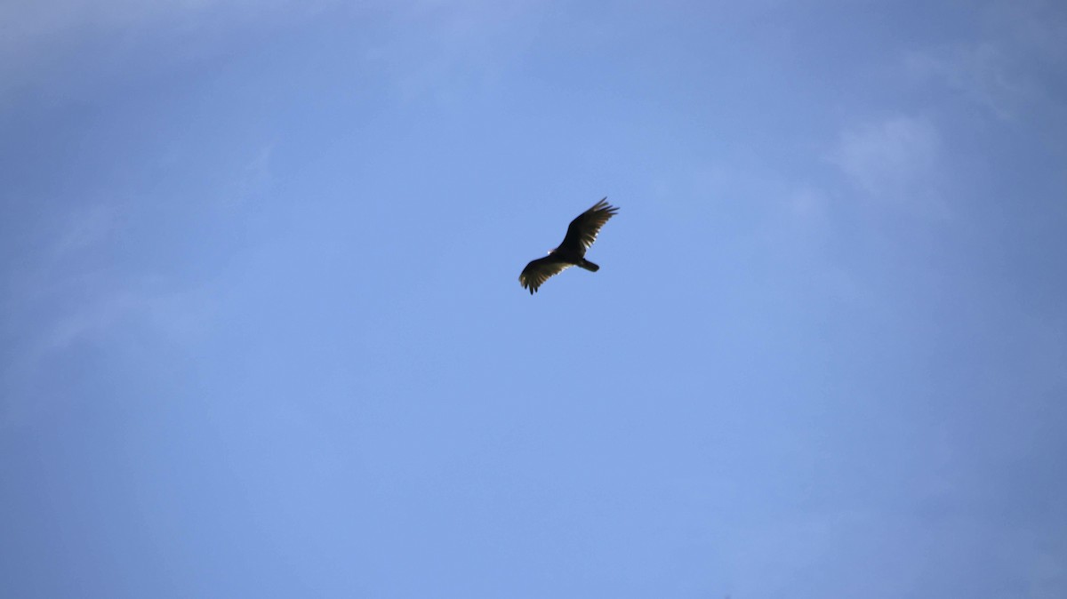 Turkey Vulture - ML620717217