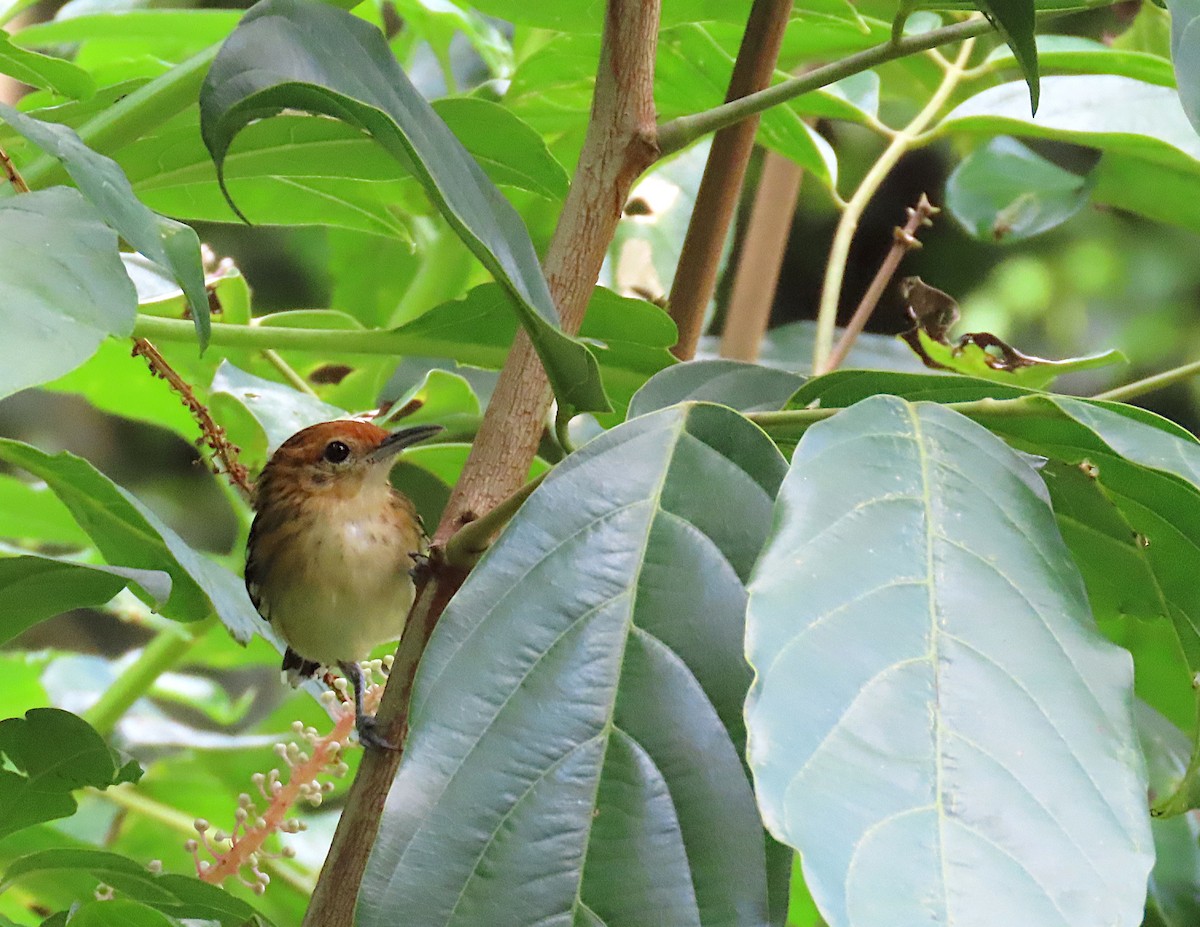 Guianan Streaked-Antwren - ML620717219