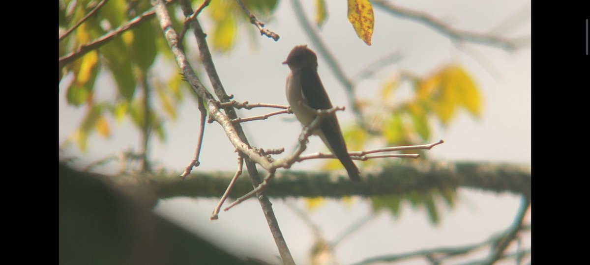 Southern Rough-winged Swallow - ML620717220