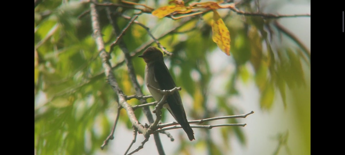 Southern Rough-winged Swallow - Pablo César Calderón Aguirre