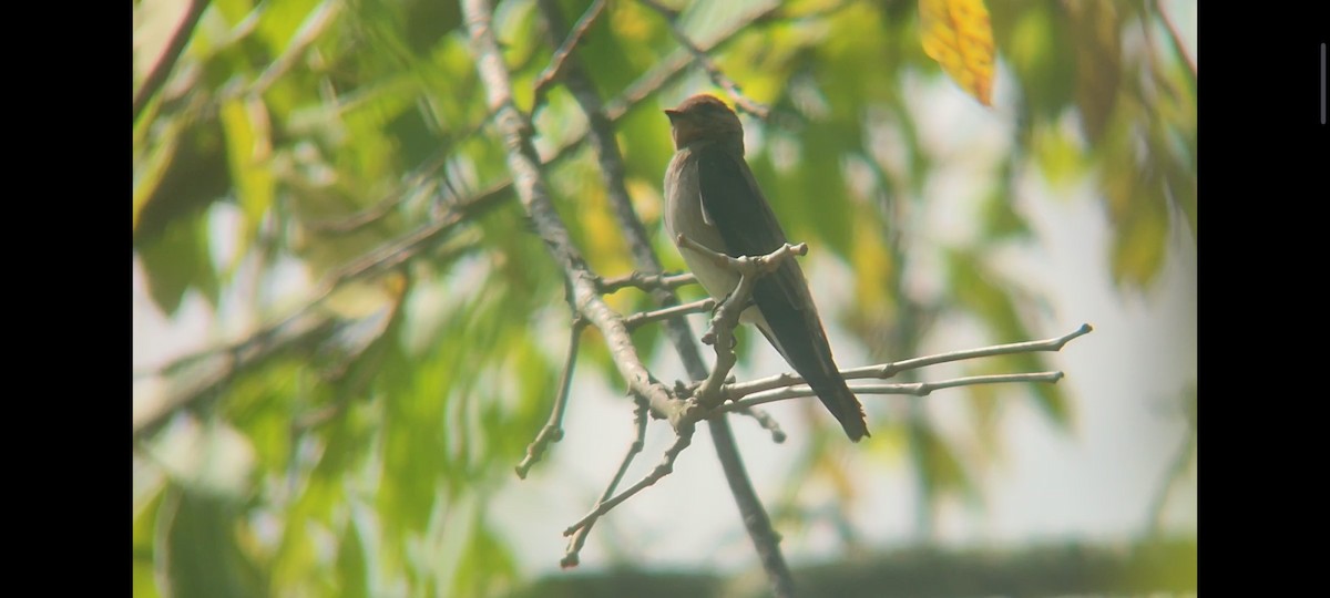 Southern Rough-winged Swallow - ML620717222