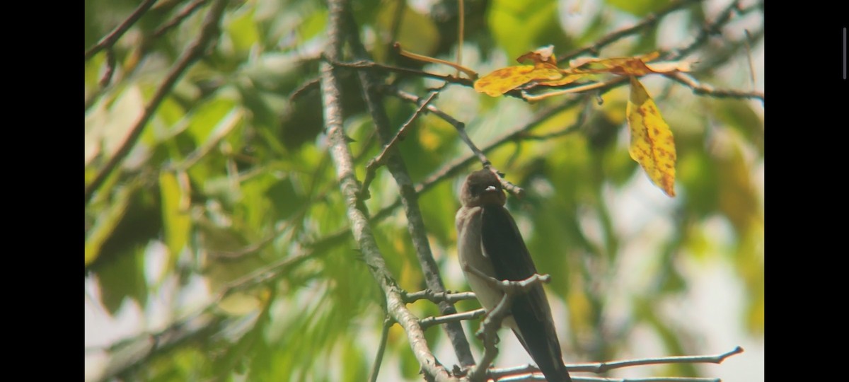 Southern Rough-winged Swallow - ML620717223