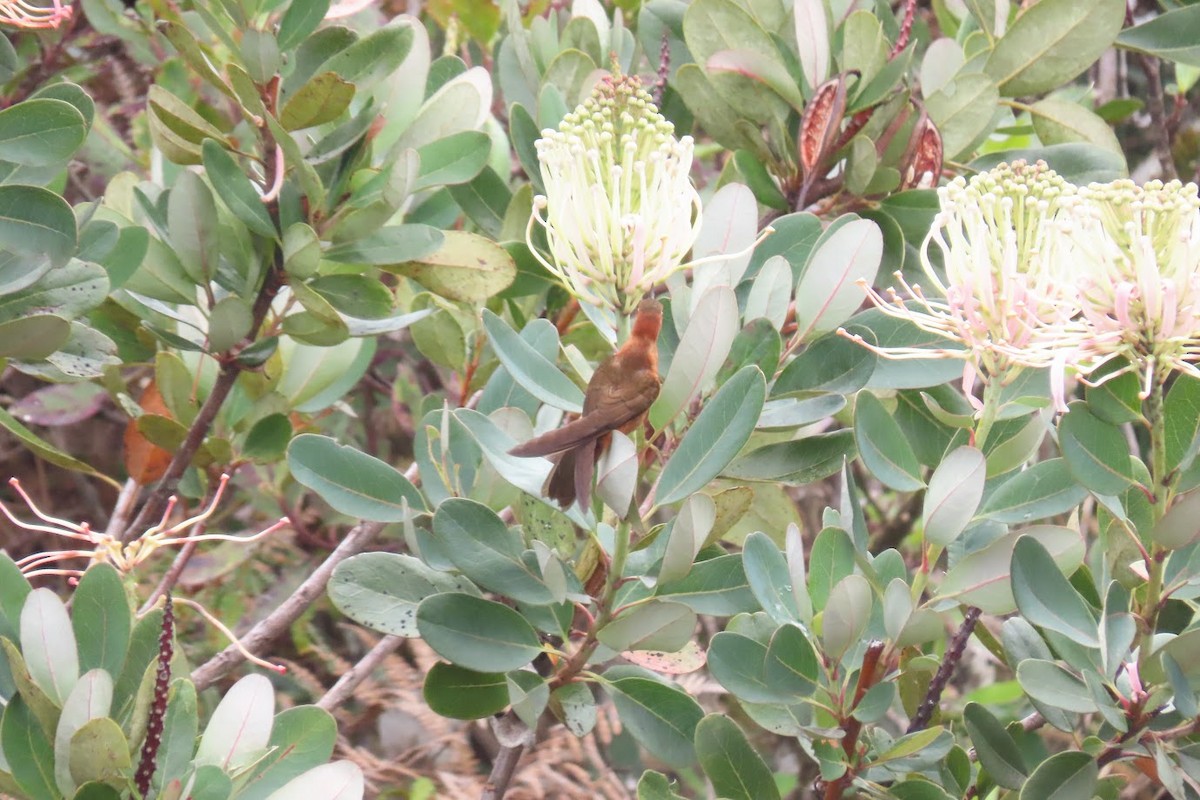 Colibrí Cobrizo - ML620717226