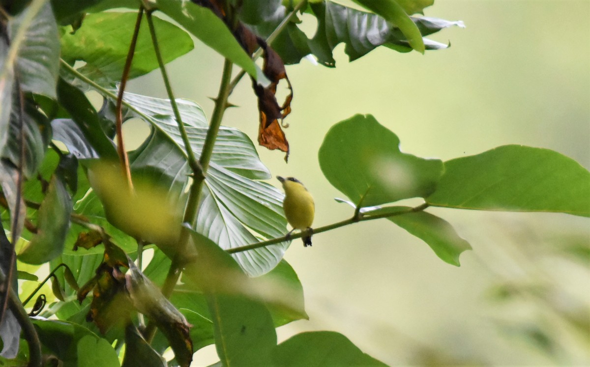 Common Tody-Flycatcher - ML620717228