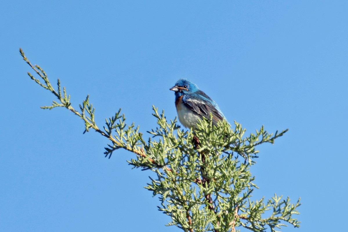 Lazuli Bunting - Kenneth Meyer