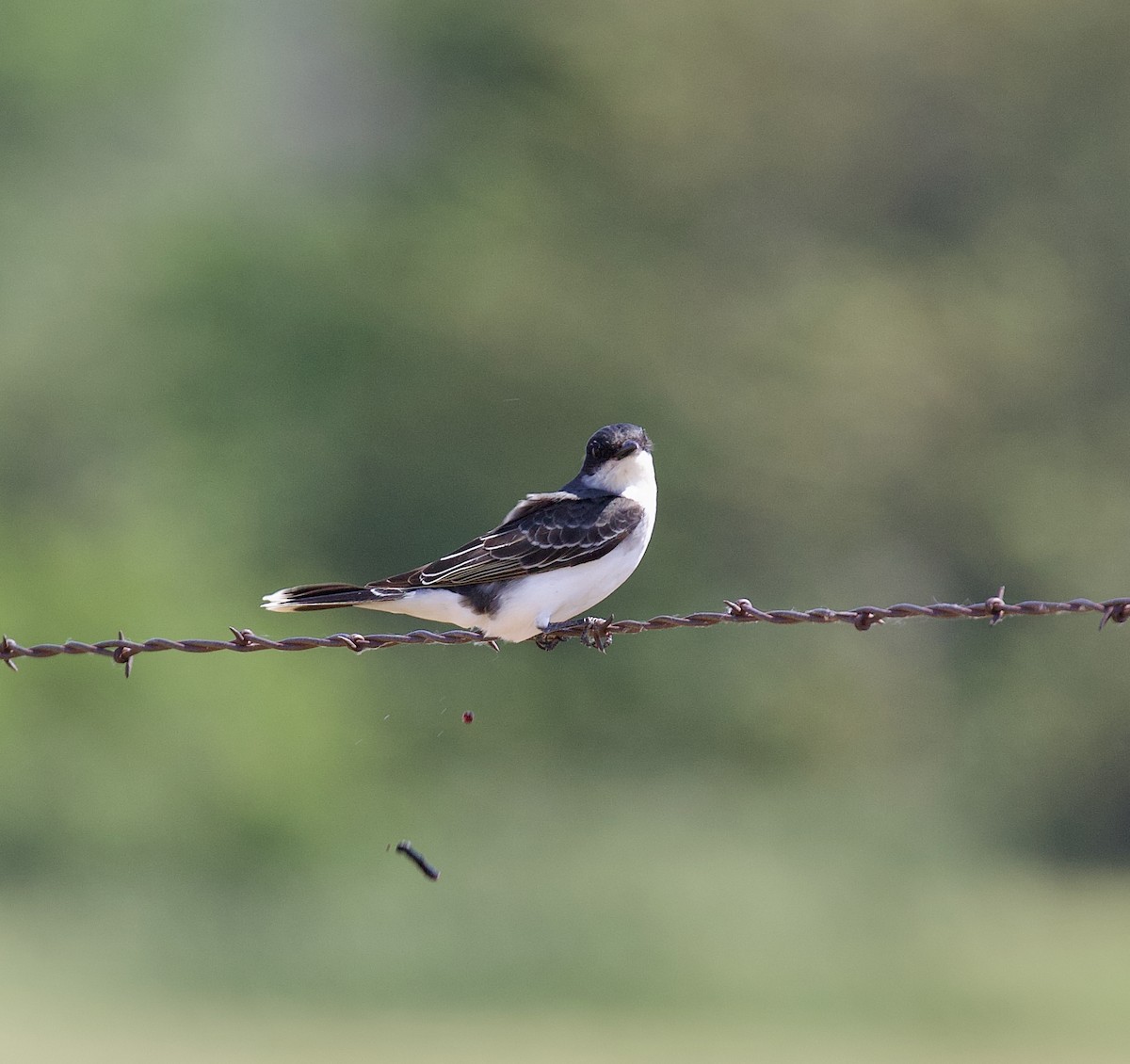 Eastern Kingbird - ML620717230