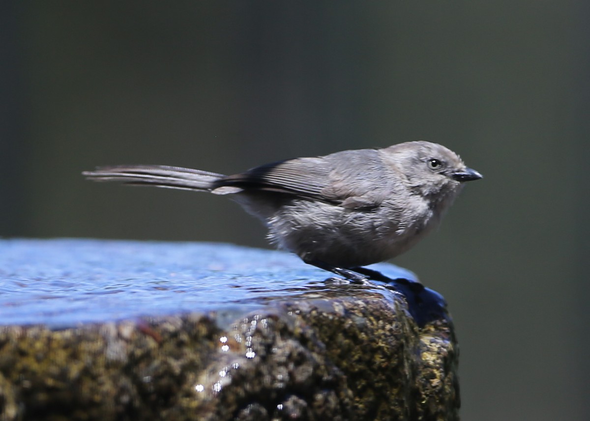 Bushtit - ML620717232