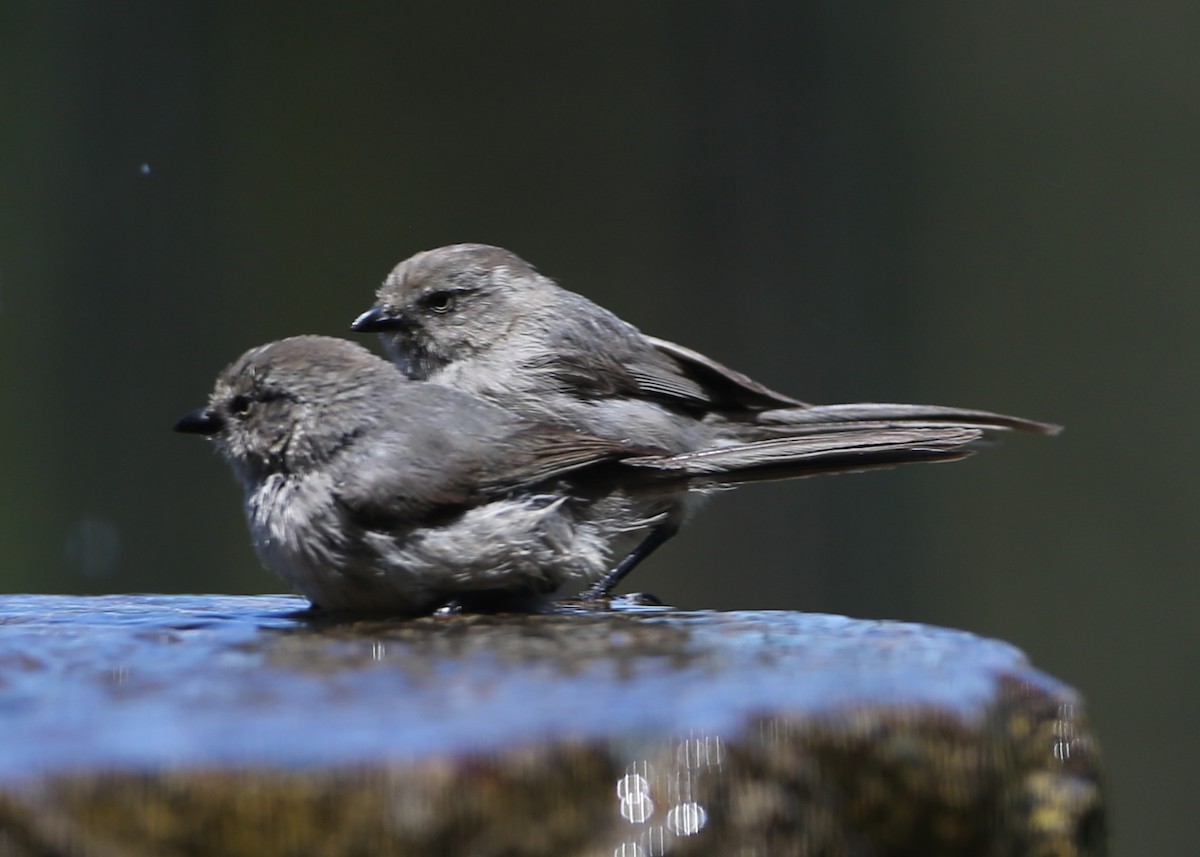 Bushtit - ML620717233