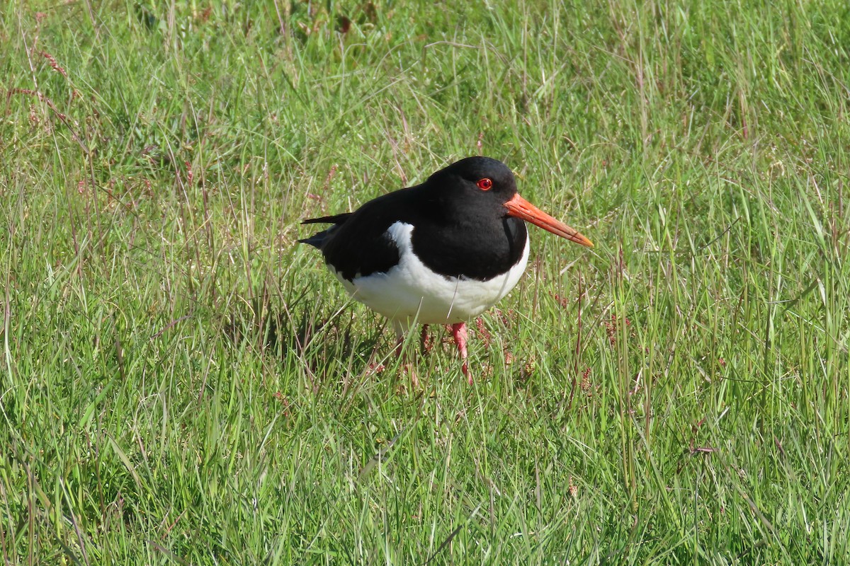 Eurasian Oystercatcher - Peter & Jane Wolfe