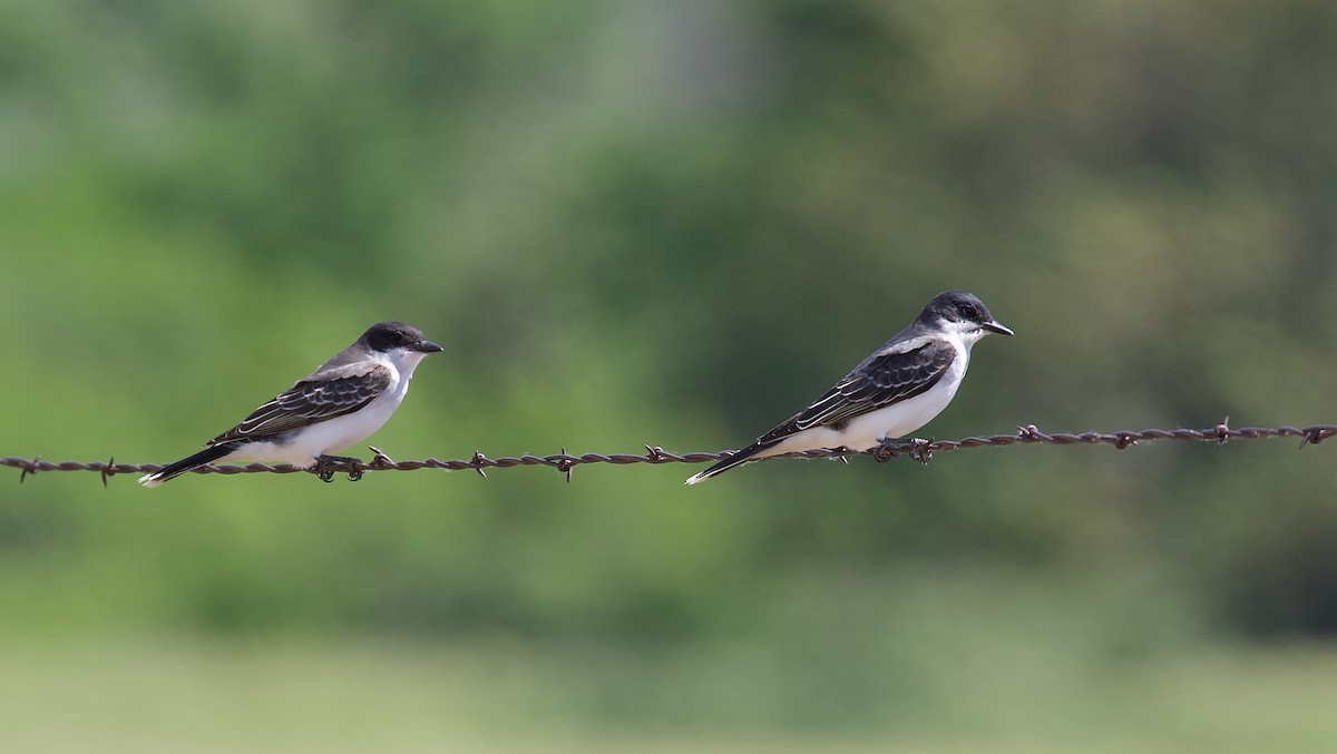 Eastern Kingbird - ML620717235