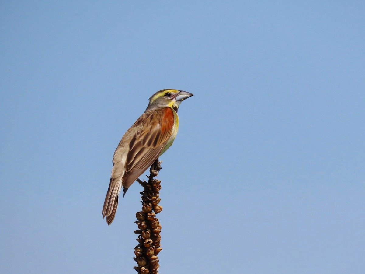 Dickcissel d'Amérique - ML620717236