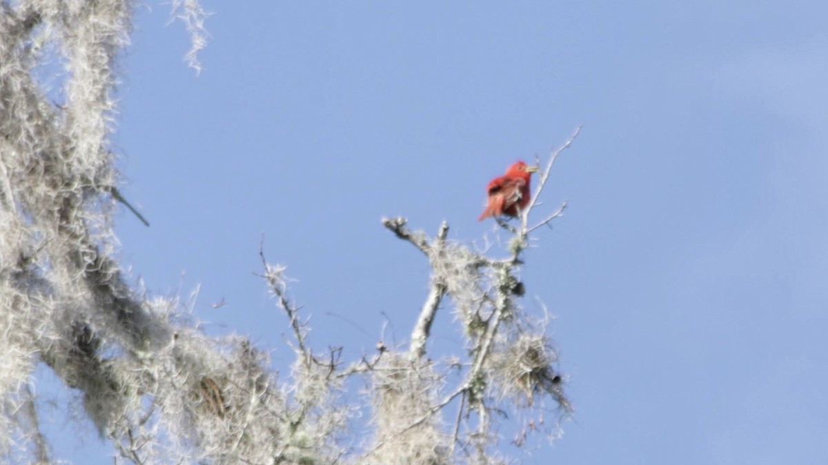 Summer Tanager - ML620717237