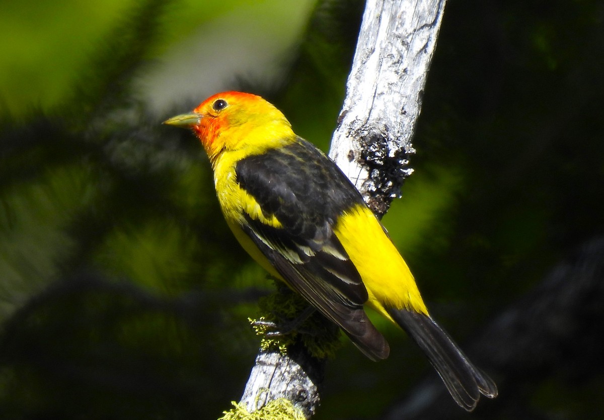Western Tanager - ML620717238