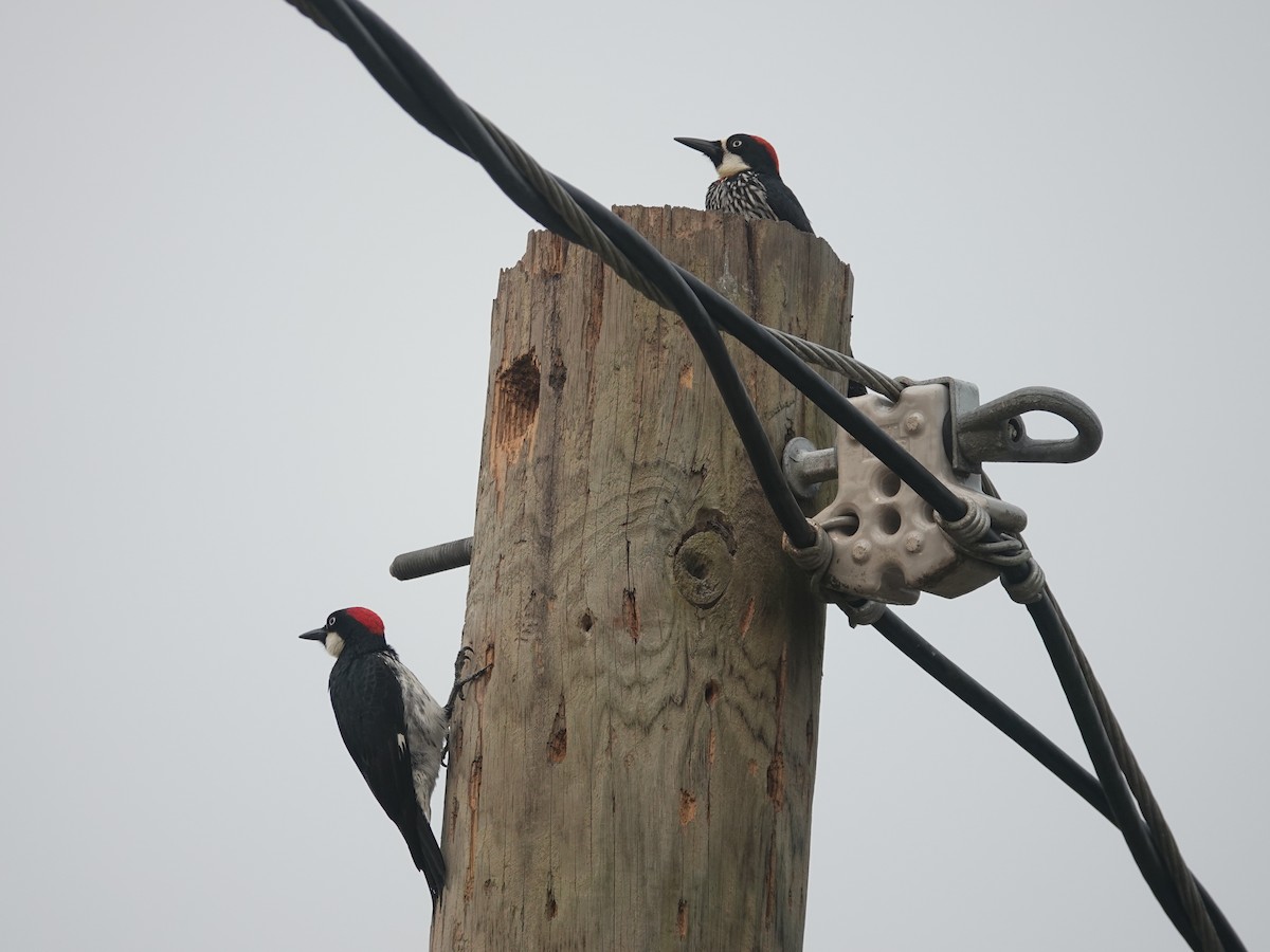 Acorn Woodpecker - ML620717239