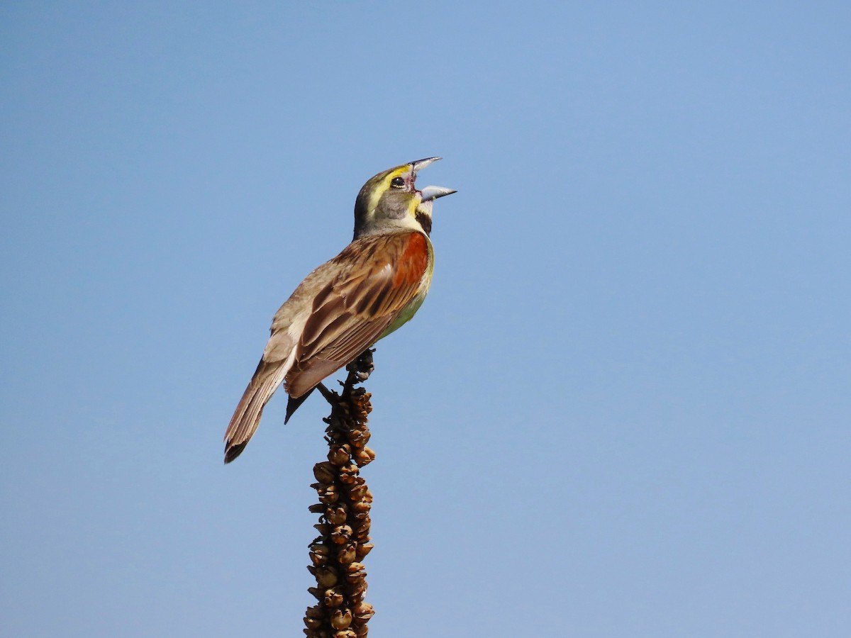 Dickcissel - ML620717240