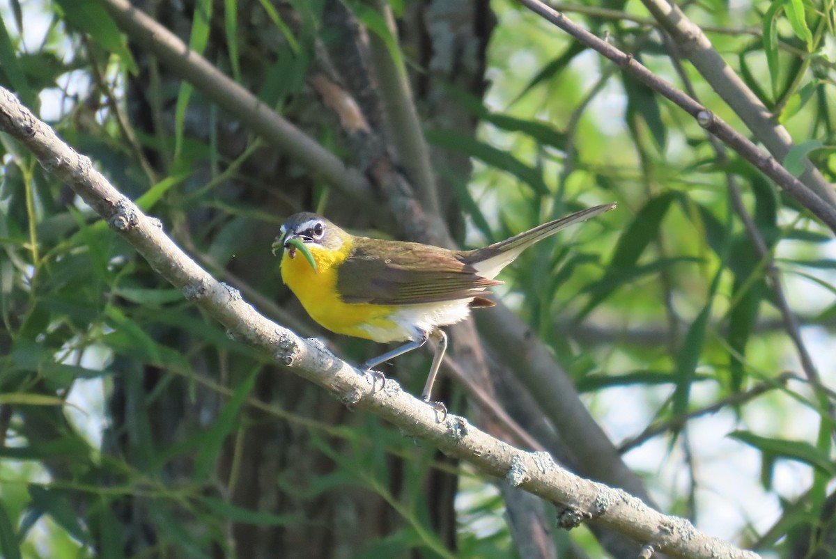 Yellow-breasted Chat - David Pretzsch