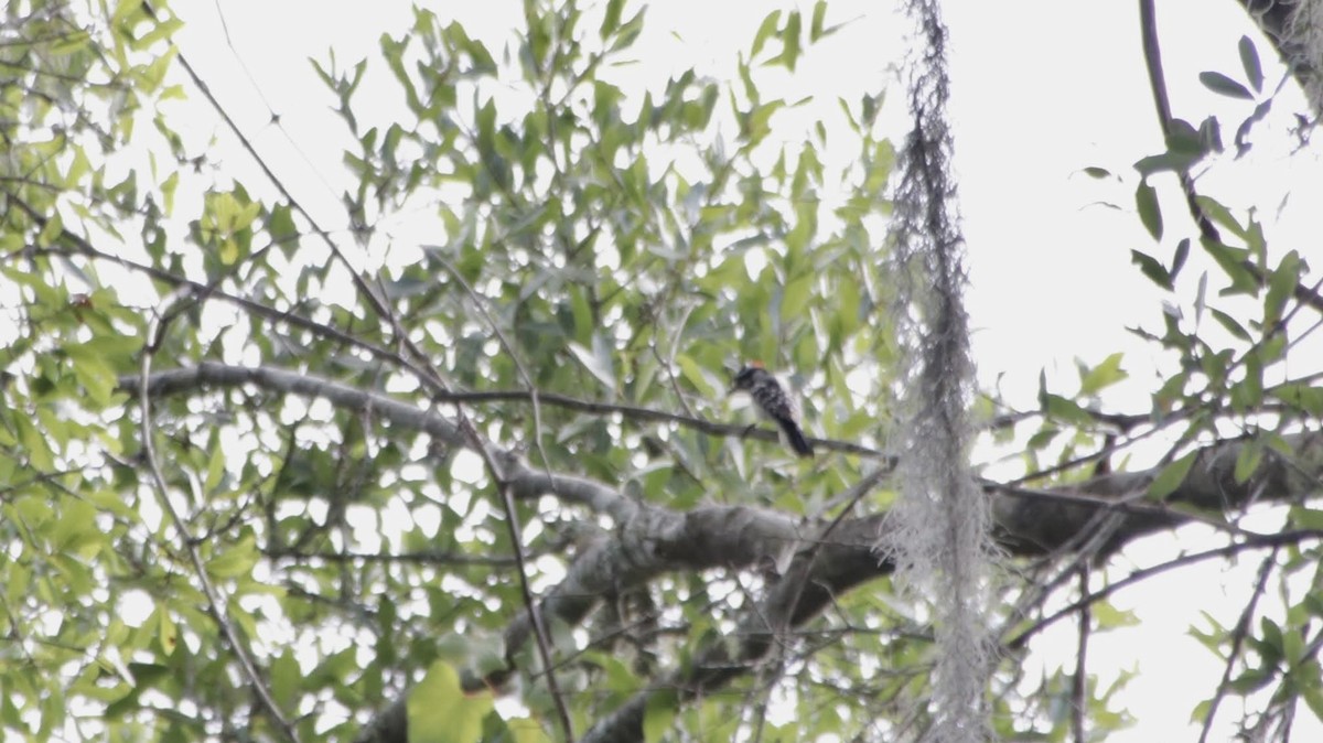 Downy Woodpecker - ML620717244