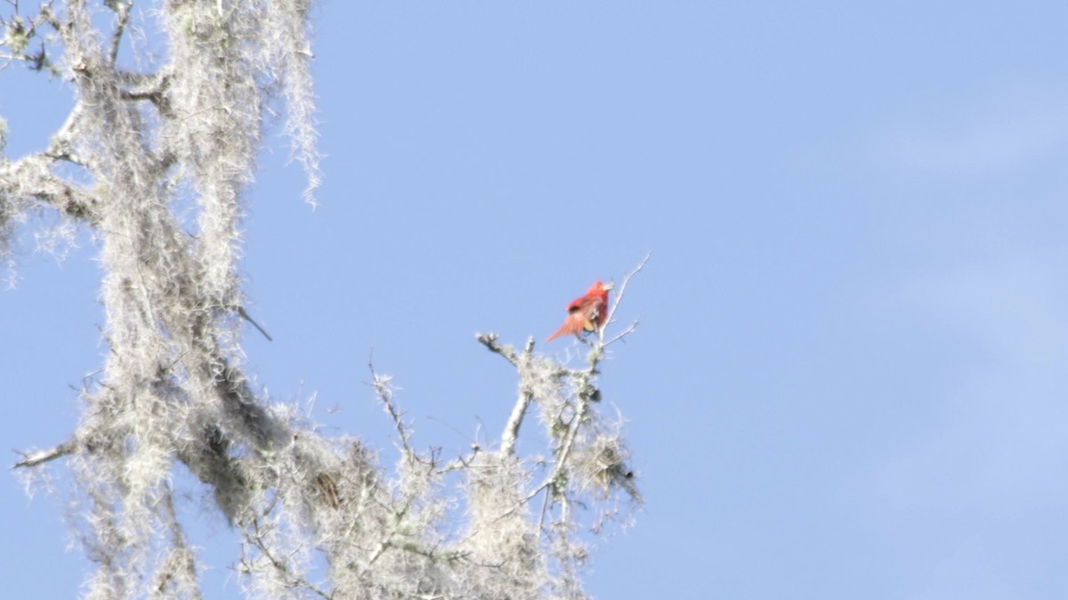 Summer Tanager - ML620717247