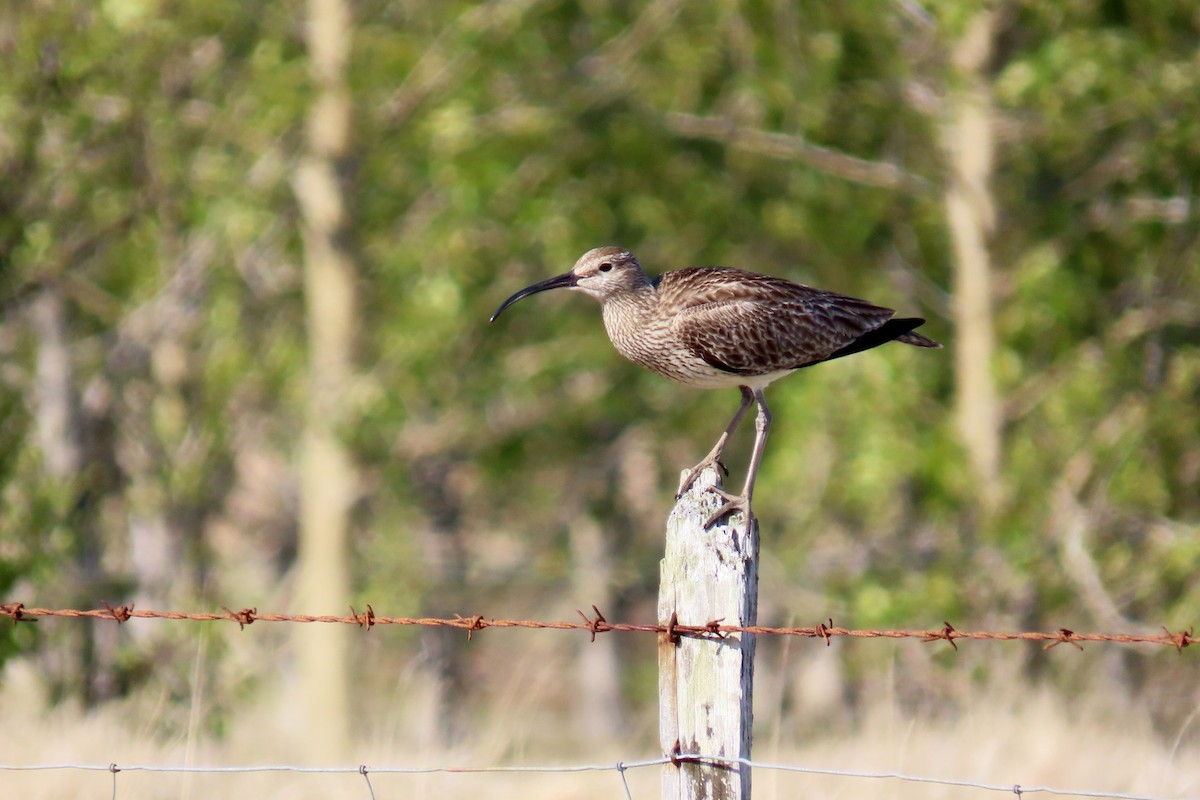 Whimbrel - ML620717248