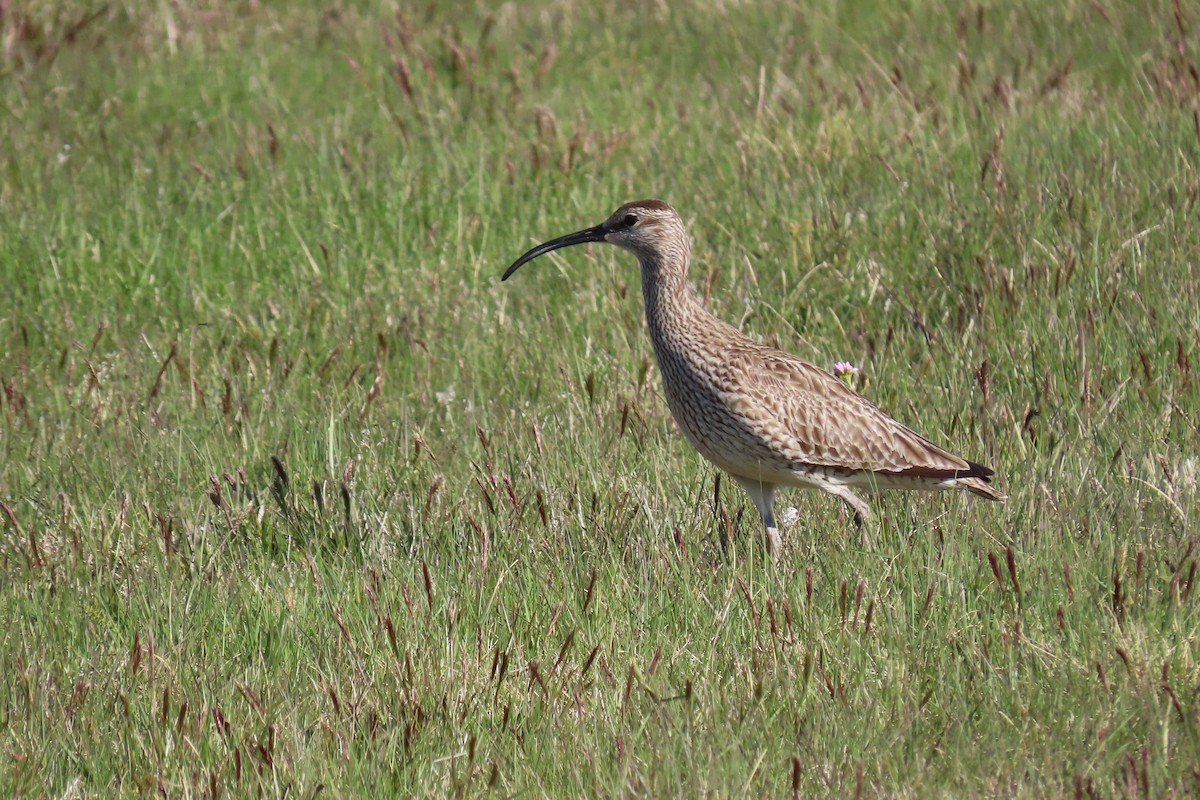 チュウシャクシギ - ML620717249