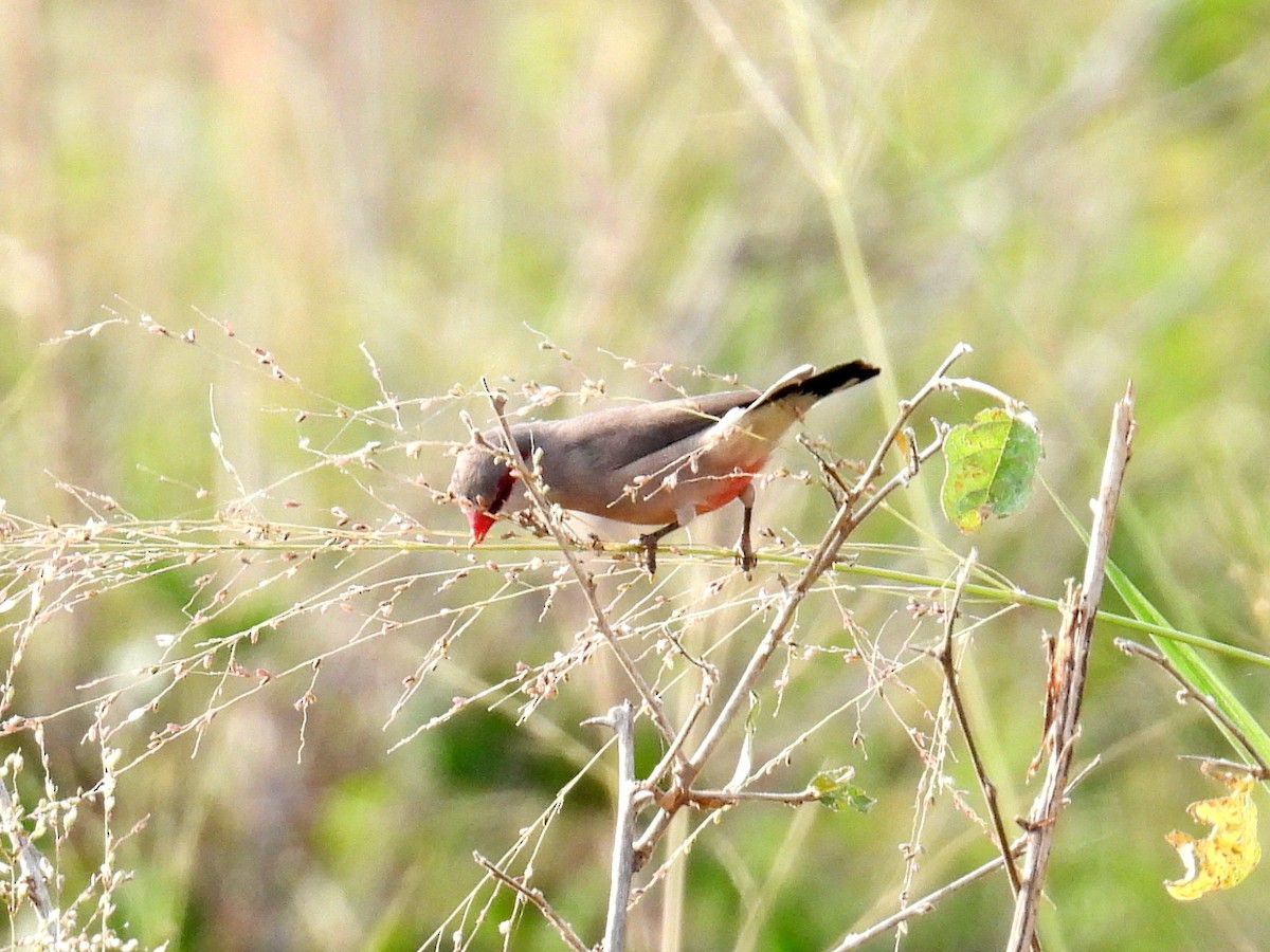 Black-rumped Waxbill - ML620717251