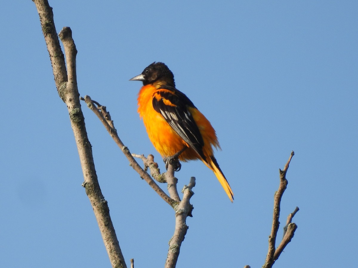 Baltimore Oriole - ML620717258