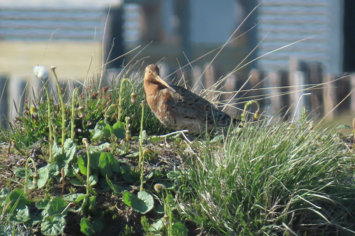 Black-tailed Godwit - ML620717262