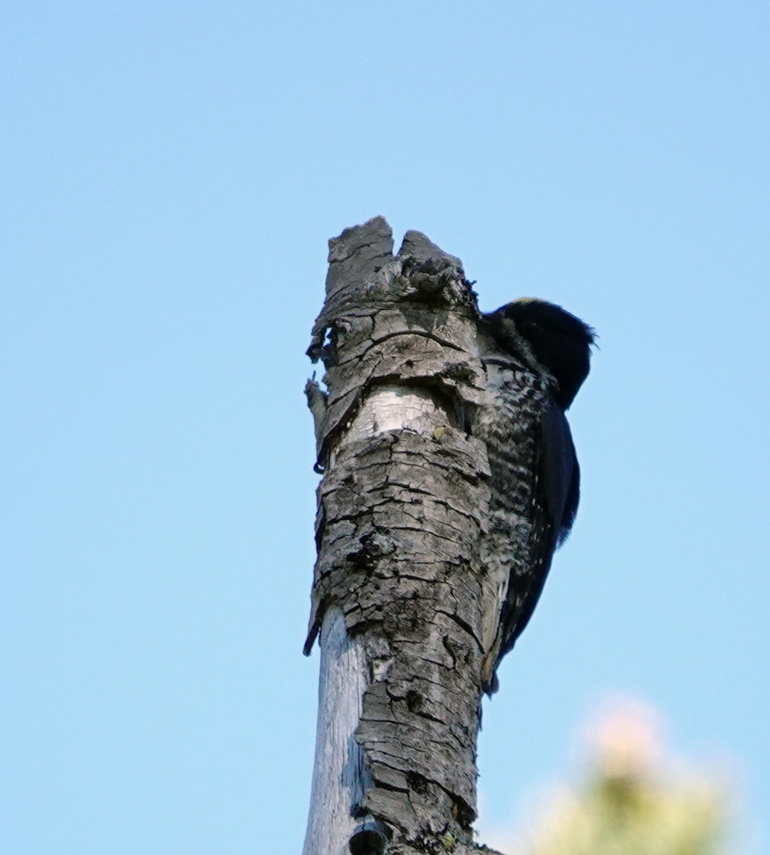 Black-backed Woodpecker - ML620717263