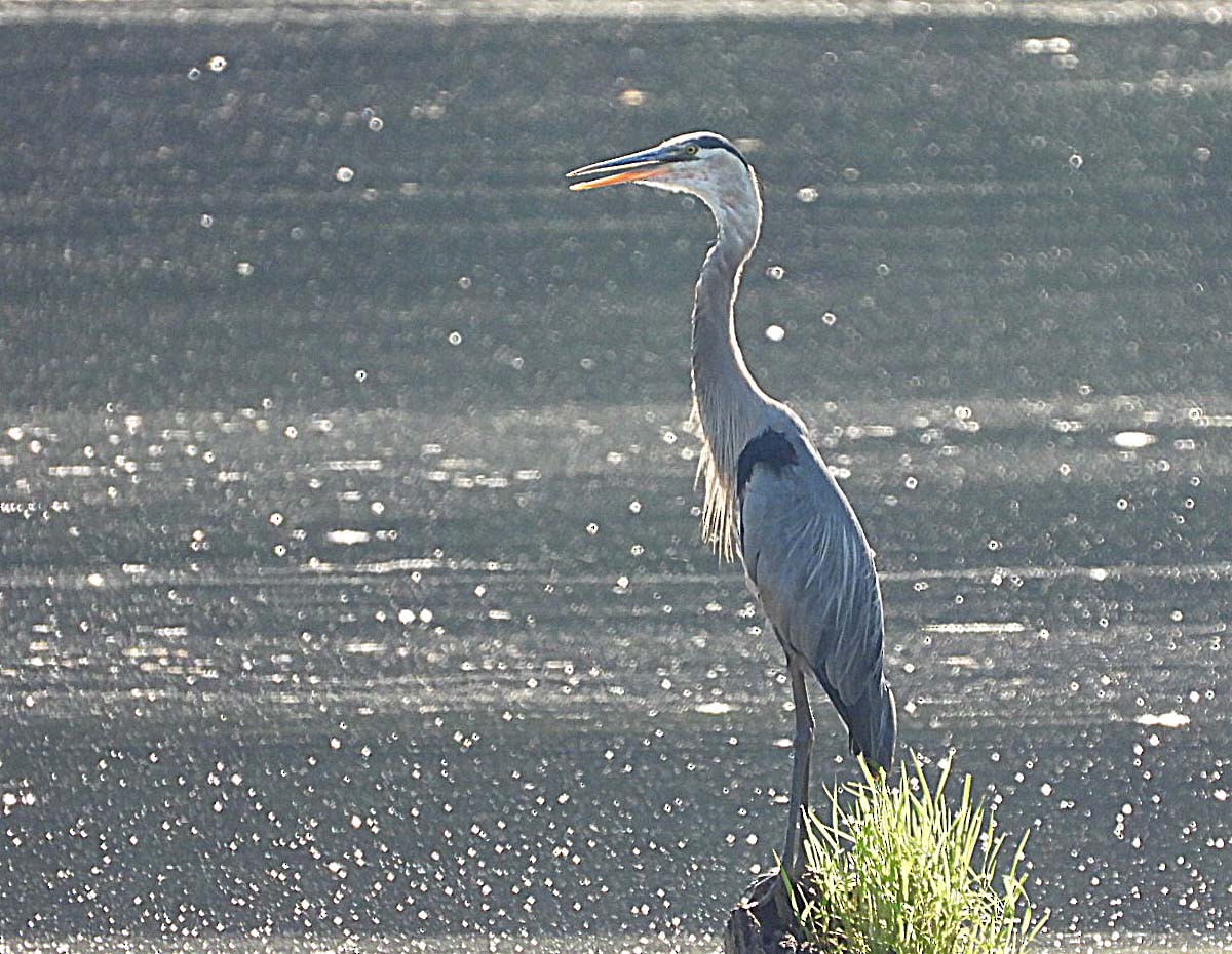 Great Blue Heron - ML620717266