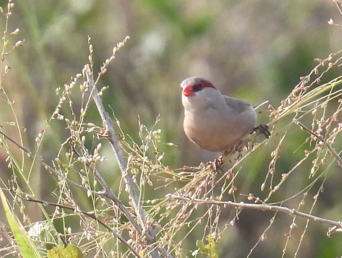 Black-rumped Waxbill - ML620717290