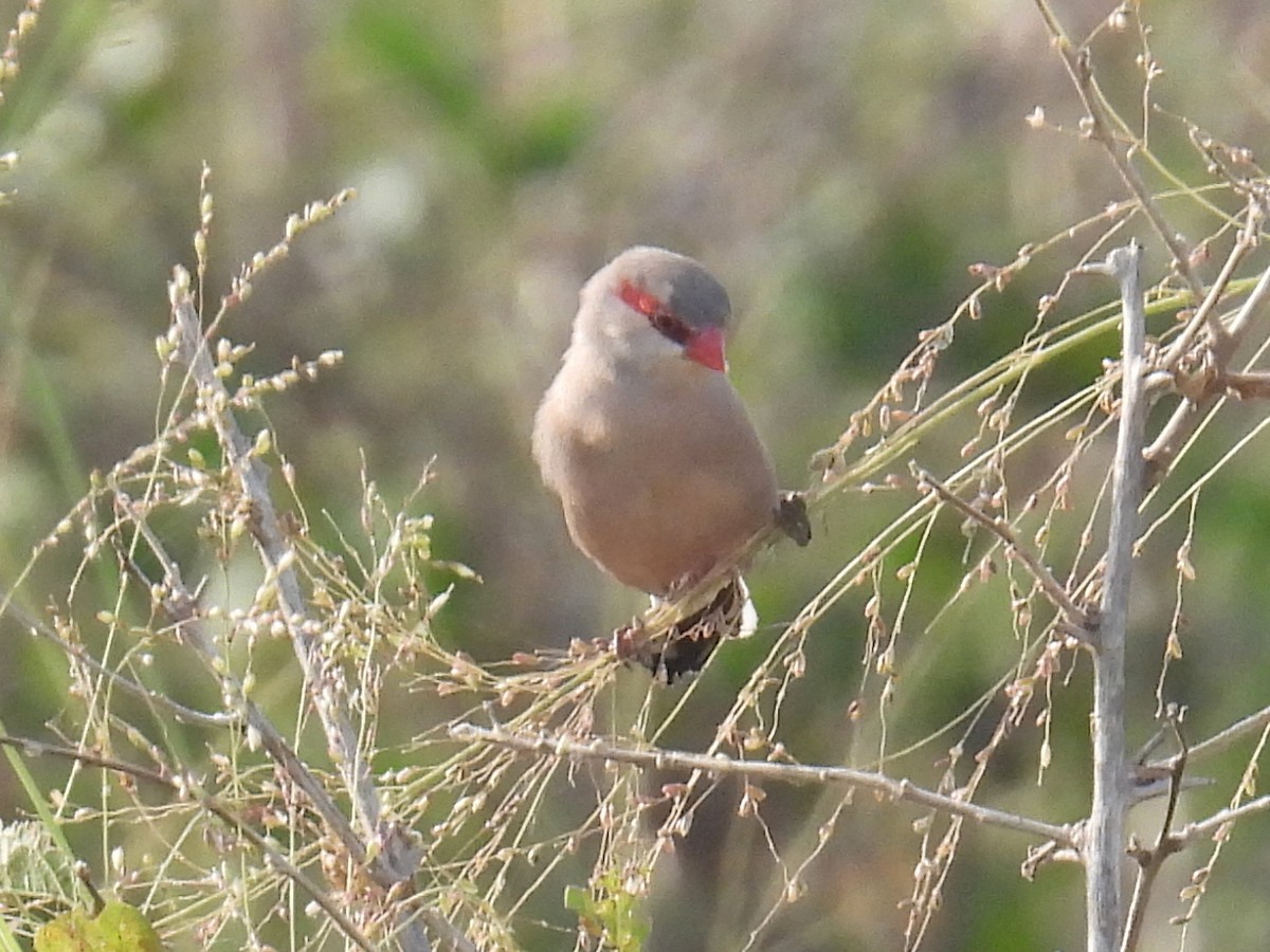 Black-rumped Waxbill - ML620717291