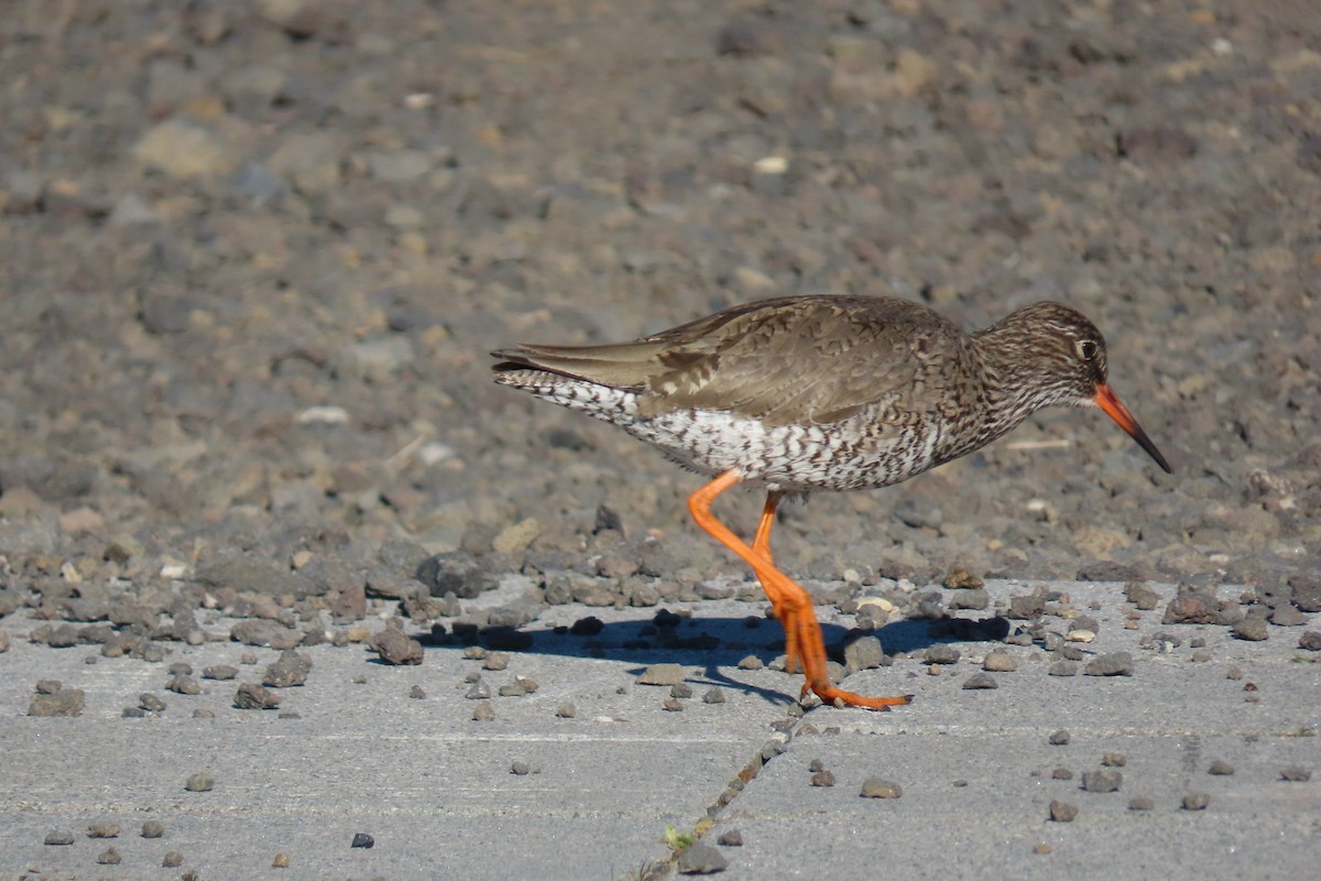 Common Redshank - ML620717294