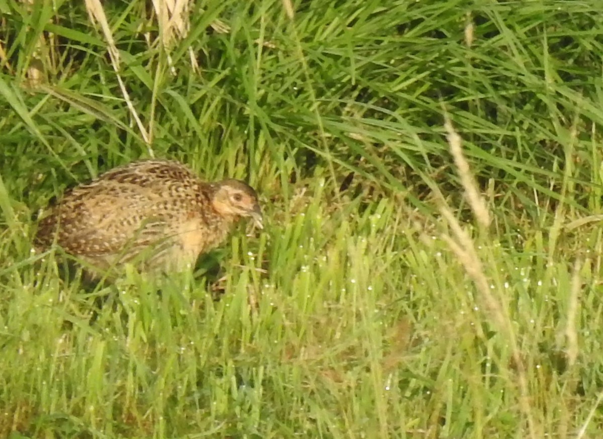 Ring-necked Pheasant - ML620717296