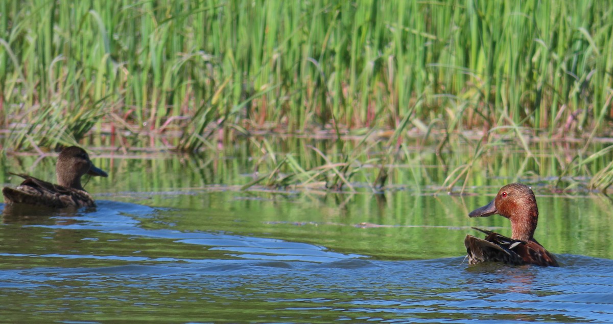 Cinnamon Teal - ML620717302