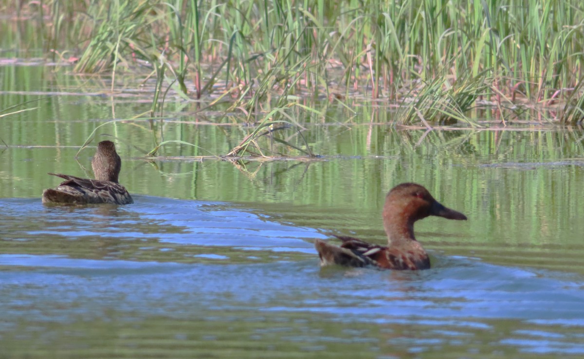 Cinnamon Teal - ML620717303