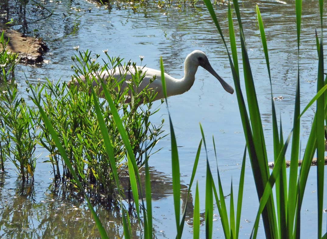 Roseate Spoonbill - ML620717305