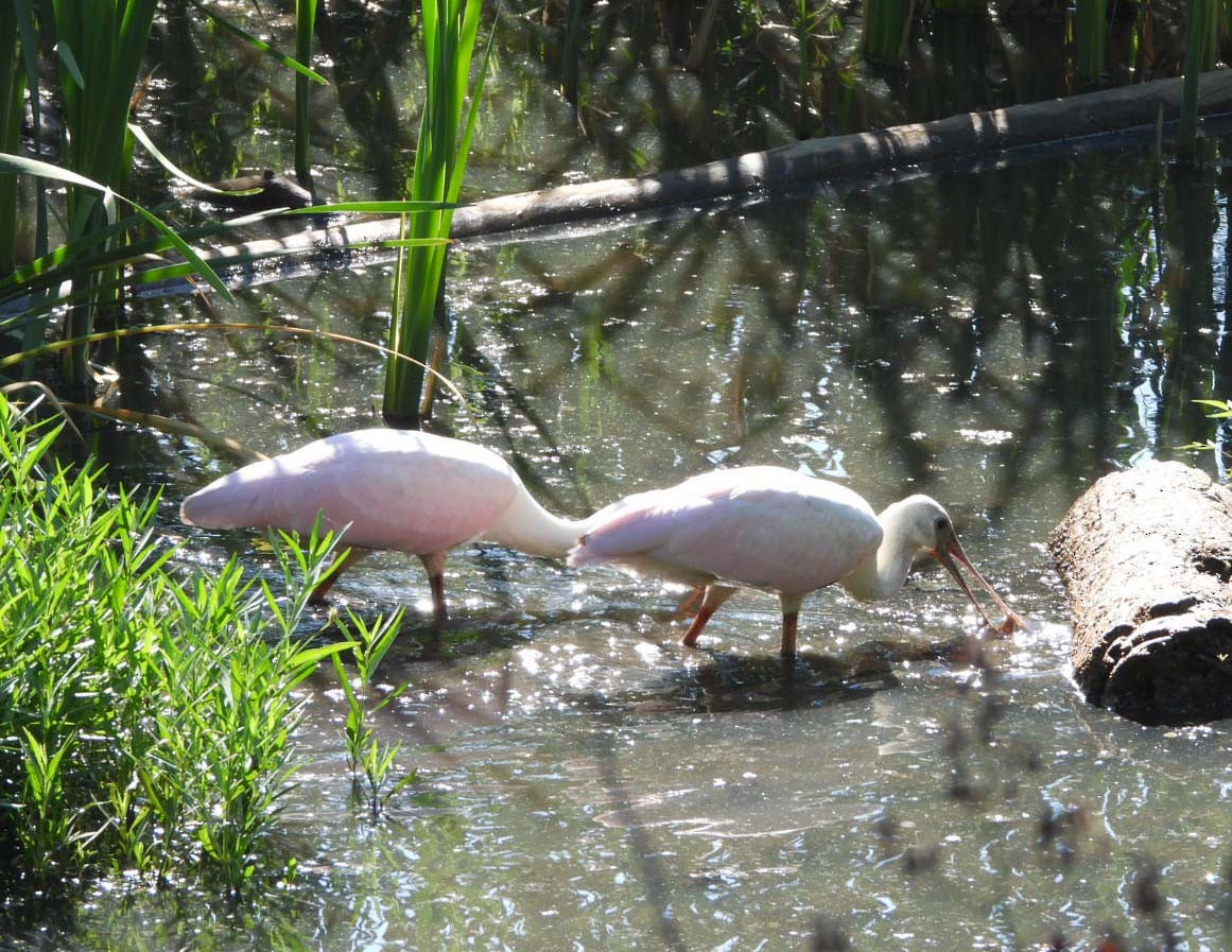 Roseate Spoonbill - ML620717308