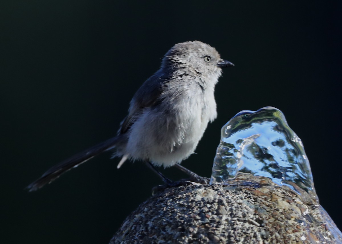 Bushtit - ML620717312