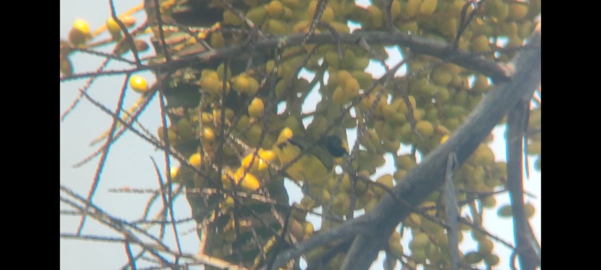 Thick-billed Euphonia - ML620717313