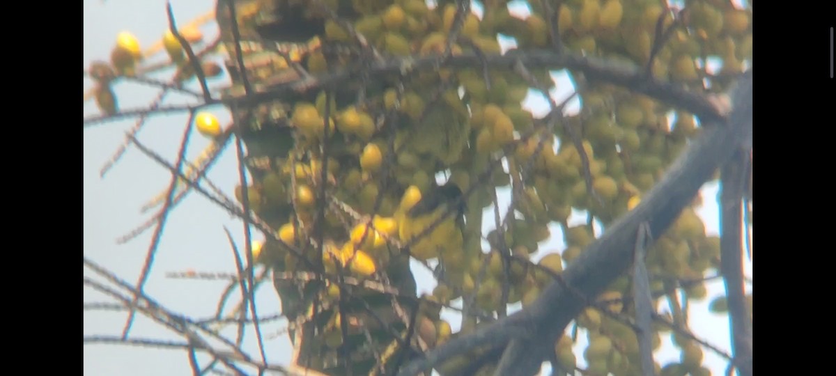 Thick-billed Euphonia - ML620717315