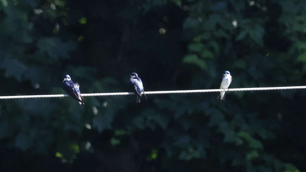 Tree Swallow - ML620717326