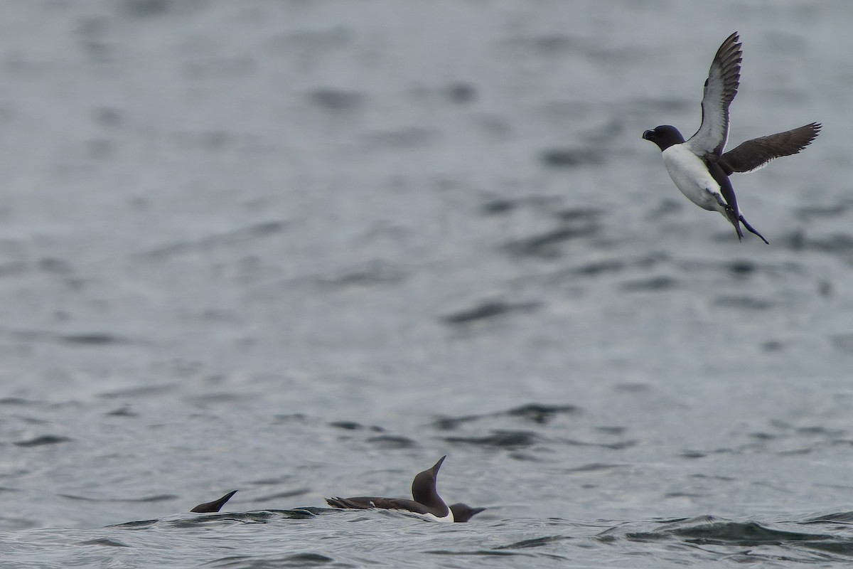 Razorbill - ML620717330