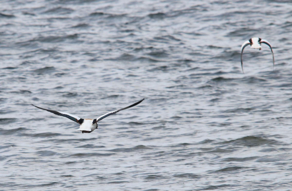 Common Shelduck - ML620717334