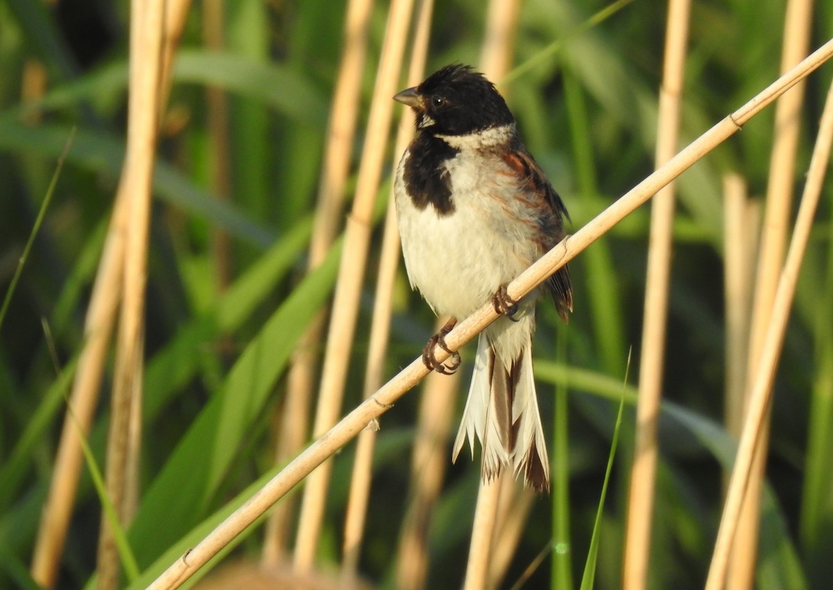 Reed Bunting - ML620717335