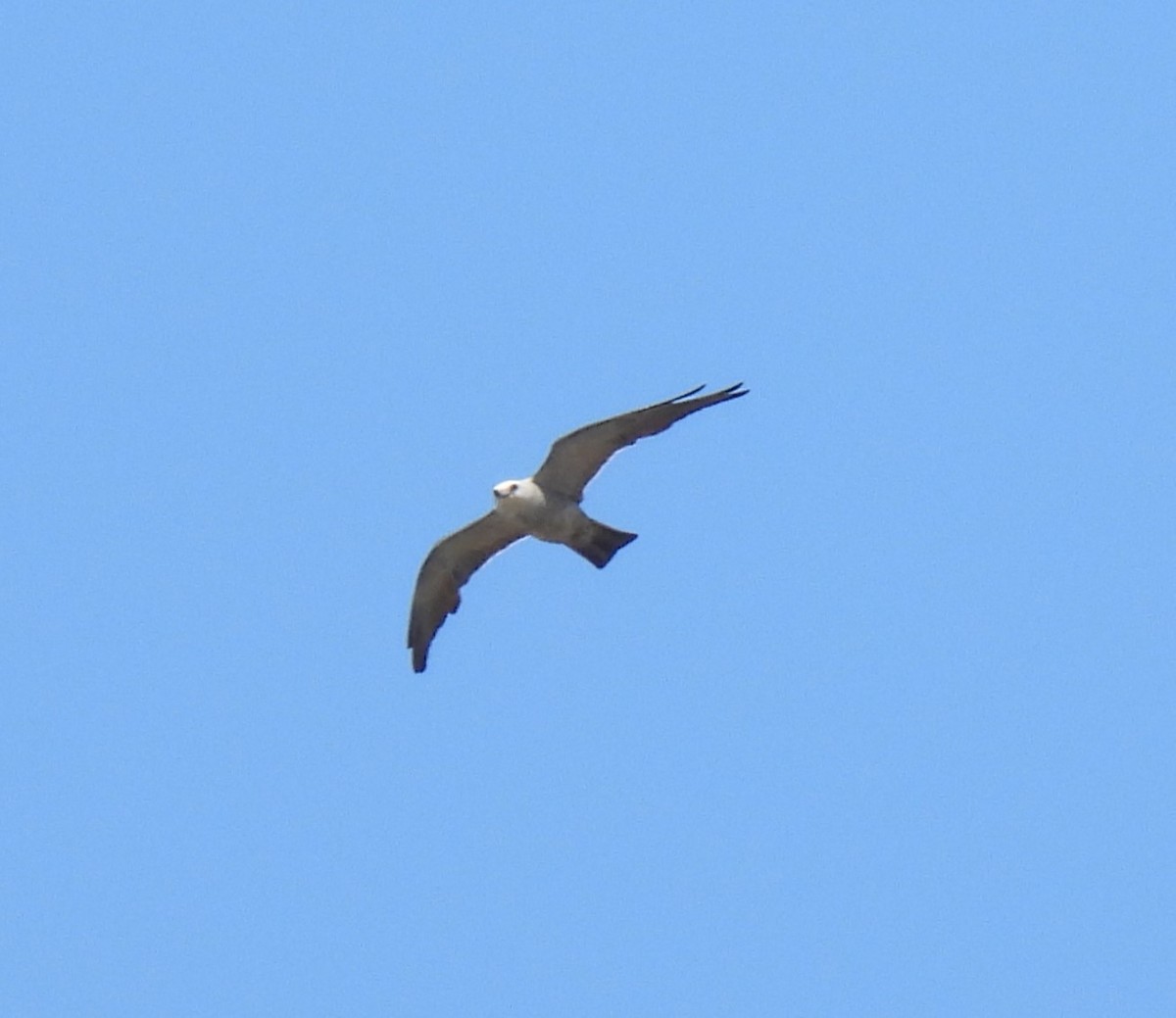 Mississippi Kite - ML620717339