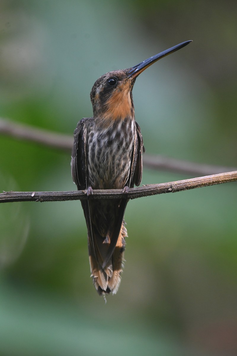 Saw-billed Hermit - ML620717345