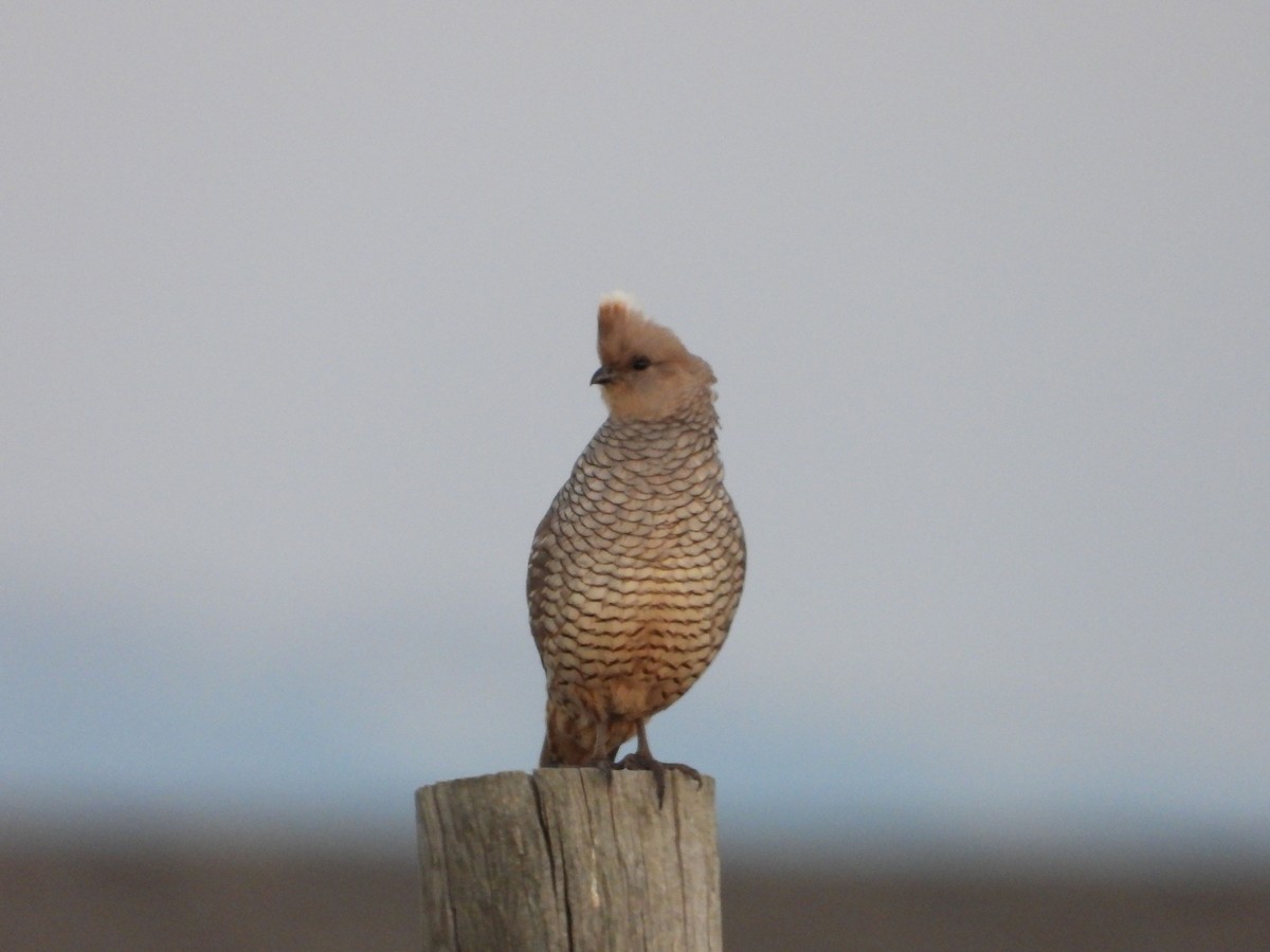 Scaled Quail - ML620717346