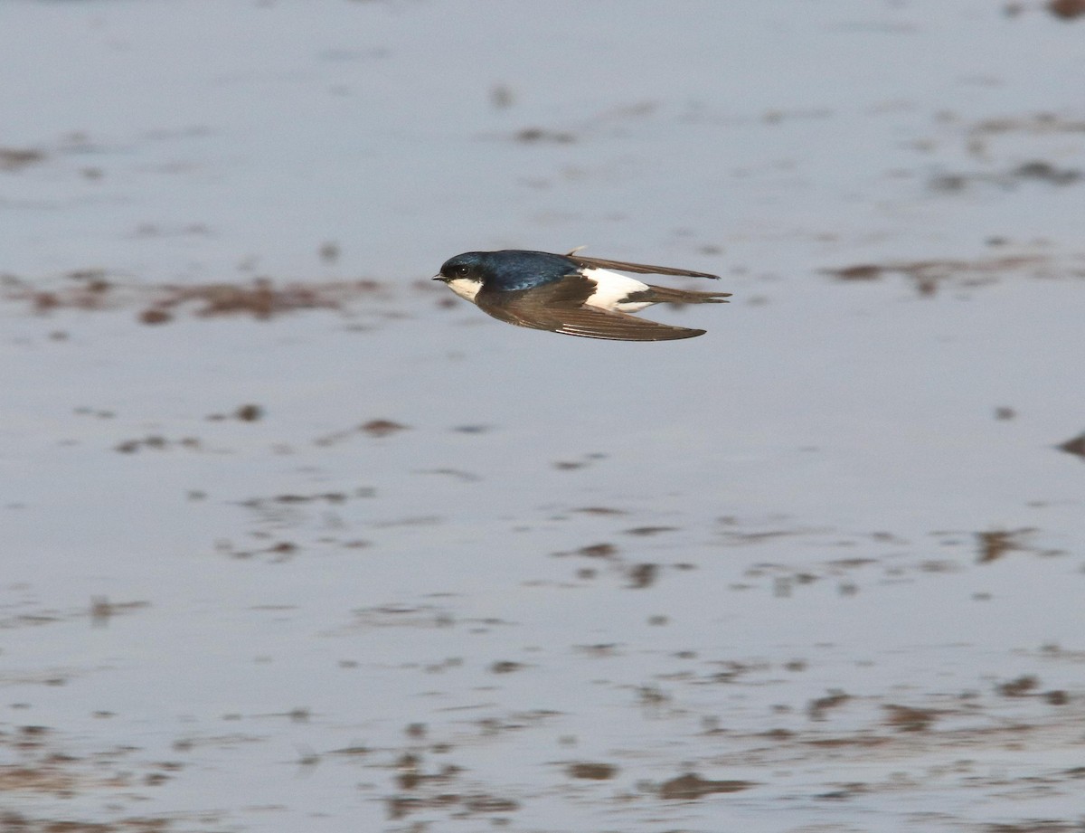 Western House-Martin - ML620717348