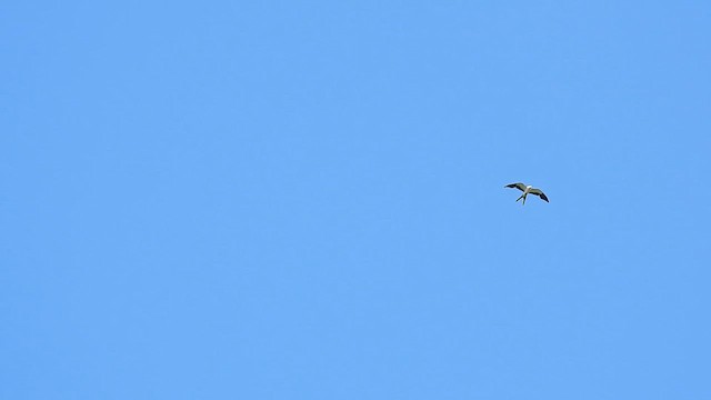Swallow-tailed Kite - ML620717349