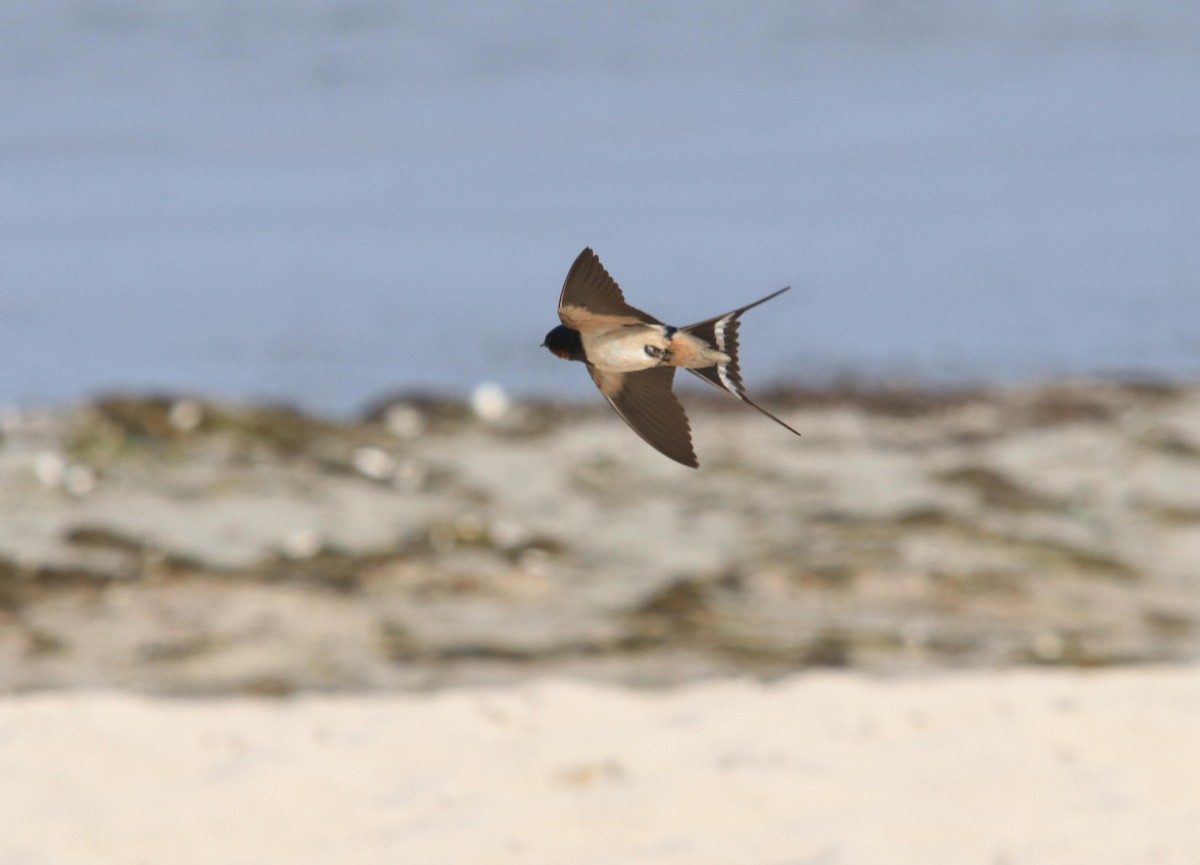 Barn Swallow - ML620717351